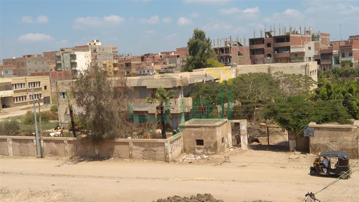 بالصور...قطيع من الأبقار يتجول داخل مستشفي في كفر الشيخ