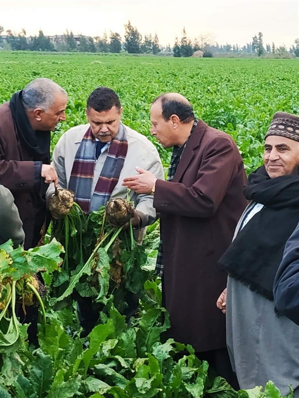 بالصور .. استعدادات "الدلتا للسكر "لاستقبال لاستقبال محصول البنجر من المزارعين  