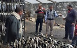 ضبط 13 طن رنجة مجهولة المصدر داخل مصنع «بير سلم» في كفر الشيخ