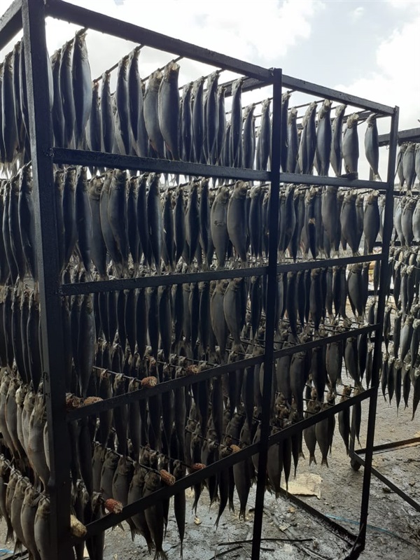 ضبط 13 طن رنجة مجهولة المصدر داخل مصنع «بير سلم» في كفر الشيخ ضبط 13 طن رنجة مجهولة المصدر داخل مصنع «بير سلم» في كفر الشيخ