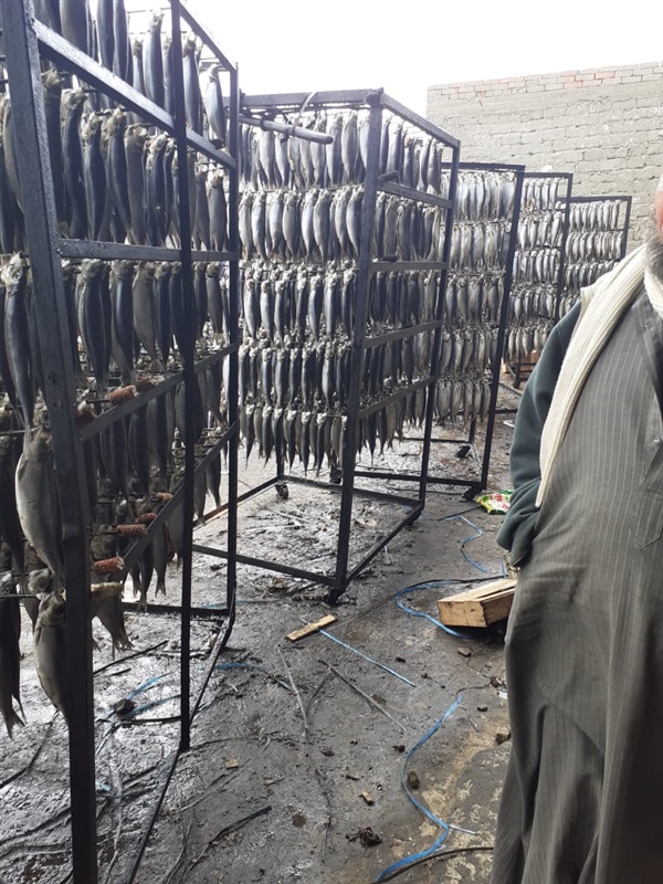 ضبط 13 طن رنجة مجهولة المصدر داخل مصنع «بير سلم» في كفر الشيخ ضبط 13 طن رنجة مجهولة المصدر داخل مصنع «بير سلم» في كفر الشيخ