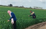 فحص وعلاج الزراعات الشتوية بكفر الشيخ لزيادة الإنتاجية