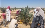 وكيل زراعة جنوب سيناء يلتقي مزارعي النخيل بالطور: دعم مباشر وتوجيهات للنهوض بالإنتاج
