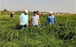 “بحوث الصحراء يحول الملوحة والمخلفات الزراعية إلى أعلاف بجنوب سيناء”