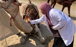 محافظة الجيزة: قافلة بيطرية مجانية لعلاج الخيول والجمال بنزلة السمان ضمن فعاليات البرنامج الوطني 