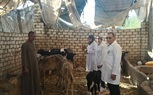 محافظ الجيزة: انطلاق الحملة القومية الثالثة للتحصين ضد مرض الحمى القلاعية وحمى الوادي المتصدع  محافظ الجيزة: انطلاق الحملة القومية الثالثة للتحصين ضد مرض الحمى القلاعية وحمى الوادي المتصدع