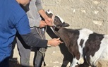 جامعة كفر الشيخ تنظم قافلة بيطرية علاجية لقرية إبيانة ضمن المبادرة الرئاسية «بلدك معاك»