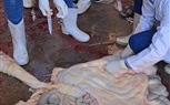 حملة تفتيش بيطري على مجزر الصلعا للتأكد من سلامة اللحوم