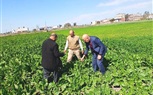 مكافحة البحيرة تتفقد محصولى القمح والبنجر وتوصى بسرعة العلاج فى حالة ظهور أية إصابات 