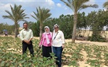 مركز بحوث الصحراء يوسع زراعة عباد الشمس الزيتي في سيناء بإطلاق 10 حقول إرشادية جديدة