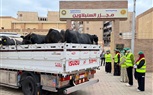 تحت رعاية السادة المحافظين  بالصور... جمعية الأورمان تطلق شارة البدء لنحر أضاحي العيد بجميع المحافظات