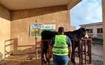 فرحة العيد بالبحيرة.. انطلاق حملة ذبح وتوزيع الأضاحي على القرى الأكثر احتياجاً بإشراف 