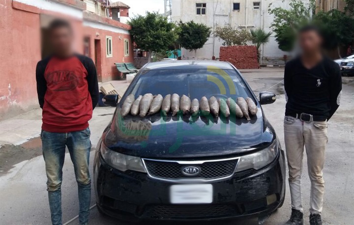 "حرس الحدود" تضبط 12 طن حشيش وبانجو و118 هاربًا من تنفيذ أحكام