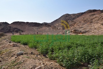 إبادة 11 فدان "قنب" و"خشخاش" بسيناء