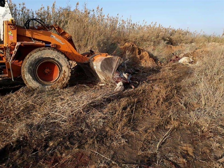 أعداد كبيرة من الحمير النافقة والمذبوحة بحي العامرية ثان بالإسكندرية