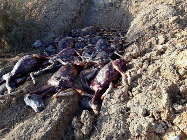 أعداد كبيرة من الحمير النافقة والمذبوحة بحي العامرية ثان بالإسكندرية