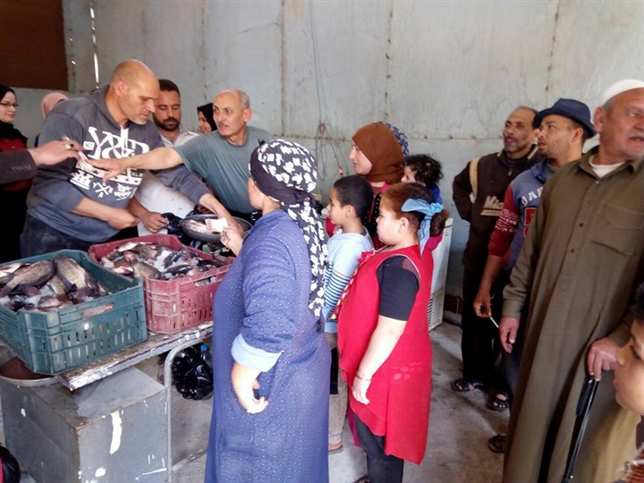بالصور.. محافظ كفر الشيخ يُتابع وصول أسماك "غليون" للمنافذ 