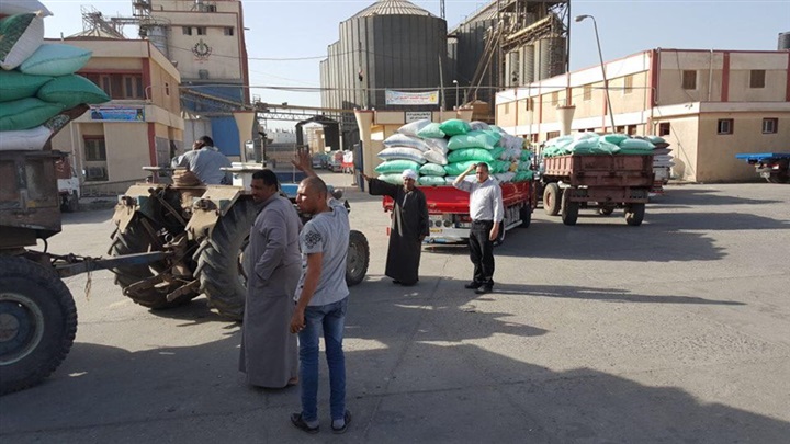 بالصور.. توريد 477 طن قمح محلي بشون وصوامع كفر الشيخ