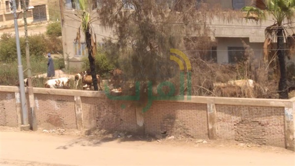 أبقار داخل مستشفي