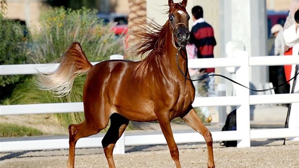 صدى العرب