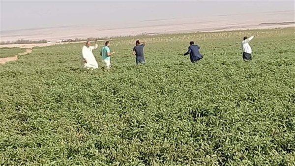 صدى العرب