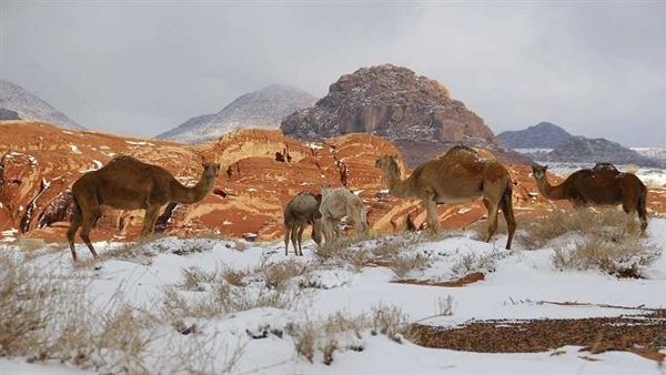 صدى العرب