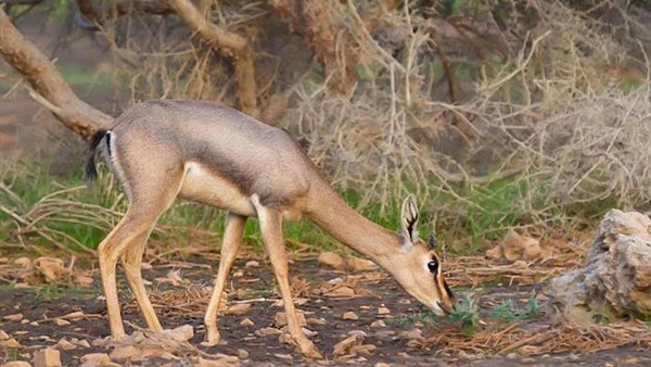 صدى العرب
