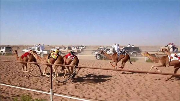 صدى العرب