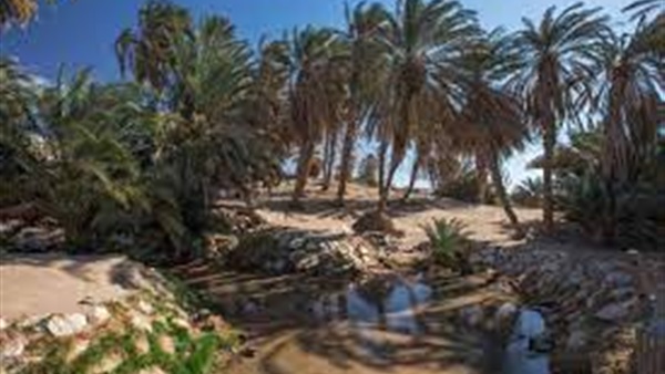 صدى العرب