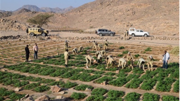 صدى العرب