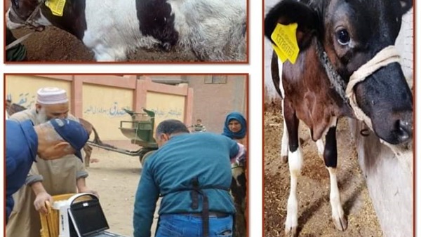 صدى العرب