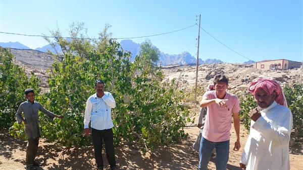صدى العرب