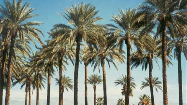 صدى العرب