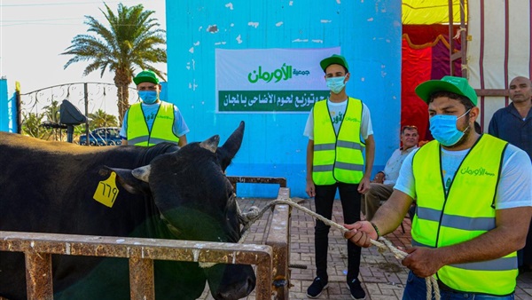 عجول الأضاحي