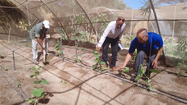رفع جاهزية الصوب