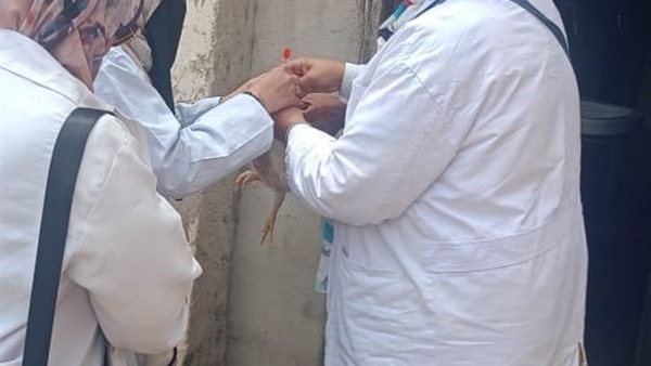 تحصين الدواجن