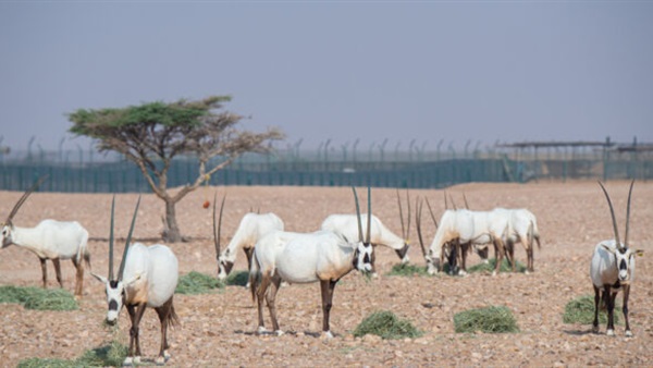 صدى العرب