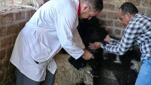 مديرية الطب البيطري