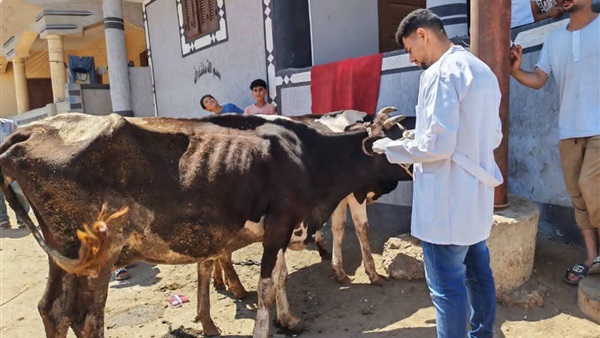 الخدمات البيطرية