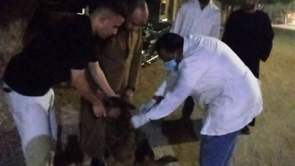 تحصين 27 كلبًا
